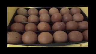 Candling very dark eggs black copper marans quotchocolate eggsquot Day 5 [upl. by Mahla46]