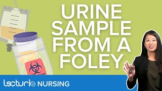 Urine Specimen Collection from an Indwelling Foley Catheter  Lecturio Nursing Clinical Skills [upl. by Sire]