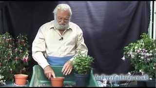 Taking Fuchsias Cuttings [upl. by Hortensia]