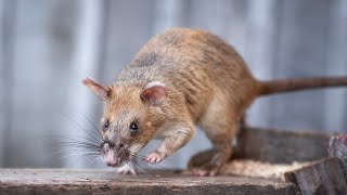 HeroRAT retires from sniffing out landmines  CBC Kids News [upl. by Paton]