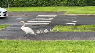 Forth Valley Royal Hospital Swan Parade 8 cygnets this time May 2024 [upl. by Madi]