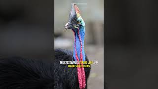 Cassowary  The Deadliest Bird [upl. by Suiravat]