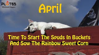 Time To Start The Spuds In Buckets And Sow The Rainbow Sweet Corn [upl. by Fotina]