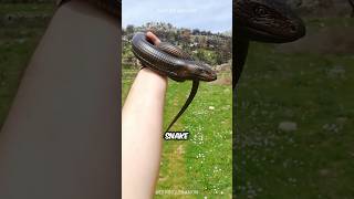 Is This A Snake 🐍 Legless Lizard 🦎 [upl. by Ku954]