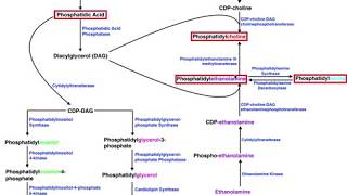 Lipid Biosynthesis  Phospholipid Synthesis 2 Cholines Serines amp Ethanolamines [upl. by Tombaugh]