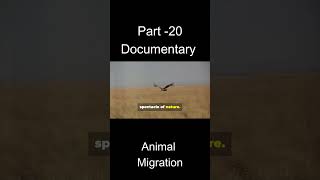 Migration Mysteries How Animals Navigate Across Continents AnimalMigration Nature Wildlife [upl. by Eikcid]