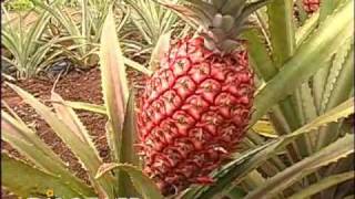 Dole Pineapple Plantation Hawaii [upl. by Asined]