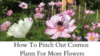 How To Pinch Out Cosmos For More Flowers  Cloudberry Flowers [upl. by Ileana]