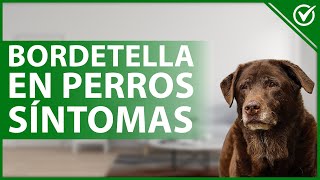 🐶 BORDETELLA en perros Causas síntomas tratamiento y vacuna 🐶 [upl. by Nahseez854]