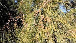 CASUARINA Casuarina cunninghamiana wwwriomoroscom [upl. by Neerbas503]