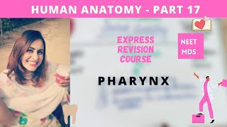 human anatomy  pharynx anatomy 3d [upl. by Dumond758]