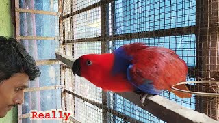 Most Beautiful Creature Eclectus Parrot Breeding  Birds Care And Feeding Proper Guide [upl. by Reni548]