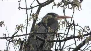 Birding at Meadowbrook Pond March 22 2024 [upl. by Lipps]