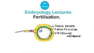 Embryology Lectures  Fertilisation  Dr Ashok K R [upl. by Balthasar]