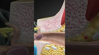 Eardrum Essential Information ear biology medical anatomy [upl. by Oalsinatse]