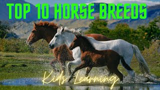 Learn All About Horses The Perfect Channel for Kids I Horses for Kids I Top 10 Horse Breeds [upl. by Vaughn]