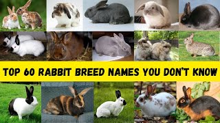 Top 60 rabbit breeds names you did not know [upl. by Novaat]