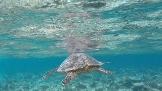 Bandos Maldives Malediven Urlaub  Sharks Mantas and Turtles [upl. by Ahtanamas]