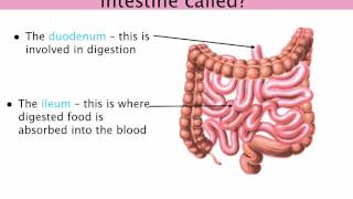 IGCSE 26 Digestive system Duodenum gall bladder liver and pancreas Ms Cooper [upl. by Augustus]