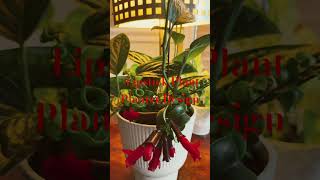 LIPSTICK PLANT PLANTER DESIGN [upl. by Sergu]