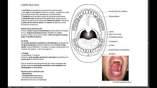 CAVITÉ BUCCALE [upl. by Tyne715]
