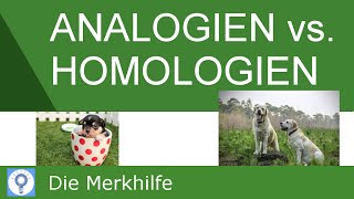 Analogien und Homologien amp Nachweis von Homologien  Systematik der Tiere  Evolution 20 [upl. by Nogras18]