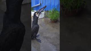 A cormorant eats a big silver carp in 5 seconds birds cormorant eatfish [upl. by Monroy]