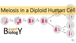 Meiosis in Human Cells [upl. by Fern]