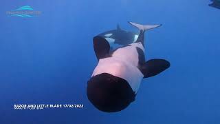 Razor and Blade  Bremer Bay Orca Underwater vision [upl. by Nodearb295]