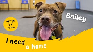 Bailey the brilliant Crossbreed  Dogs Trust Leeds [upl. by Ytitsahc]