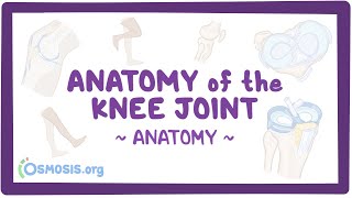 Anatomy of the knee joint [upl. by Ramburt]