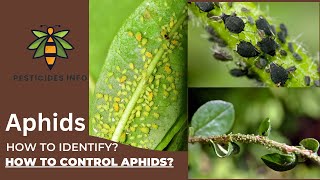 How to Identify and control Aphids on Plants Flowers or Crops [upl. by Almeria]