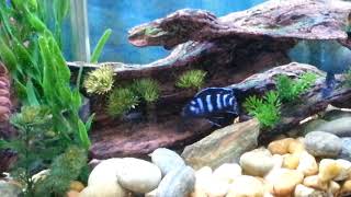 Demasoni Cichlid Breeding Demasoni Cichlid Spawning [upl. by Uis]