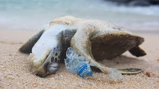 POWERFUL VIDEO Why We Need to Stop Plastic Pollution in Our Oceans FOR GOOD  Oceana [upl. by Irrab394]