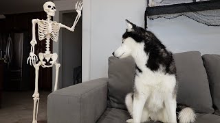 Husky Pranked By Skeleton [upl. by Esele]