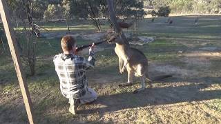 Australias shame Kangaroo cruelty [upl. by Idalla]