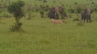 Young lion messing with elephants [upl. by Saucy348]