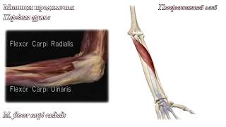 M flexor carpi radialis лучевой сгибатель запястья [upl. by Ajaj]