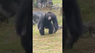 Angry Chimpanzee throws dirt at people Nanning Zoo Guangxi China [upl. by Viguerie]