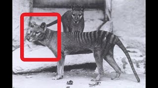 Wildlife Biologist Breaks Down Recent Thylacine Photo Evidence [upl. by Aivitnahs]