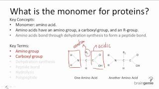 122 What is the monomer for proteins [upl. by Leoine]