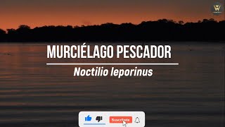 biodiversidadargentina Murcielago pescador Noctilio leporinus en Riacho Payaguá bats wildlife [upl. by Aihsotal]