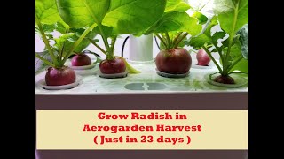 Grow Saxa 2 Radish in Aerogarden Harvest 23 days for maturity [upl. by Sadowski394]