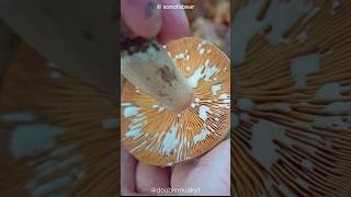 Why Do Lactarius Mushrooms Oozes White Liquid 🍄🍄 [upl. by Perlman]