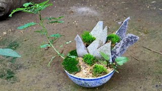 Amazing terrariumhow to make bonsai art the simplest from discarded things [upl. by Eahs]