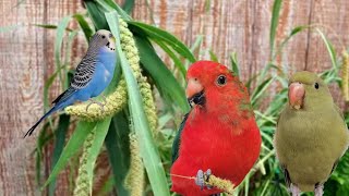 Harvesting Spray Millet and Feeding it to my Birds  Millet Party [upl. by Bran]