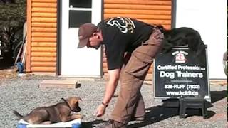 AMAZING PUPPY TRAINING German Shepherd quotCitoquot 8 Weeks Old [upl. by Bronnie]