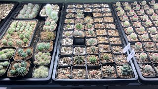 MY CACTUS LOFT SEEDLING UPDATE TOUR NEW GROW LIGHTS GREAT RESULTS COPIAPOA amp MORE plants tour [upl. by Atnuhs101]