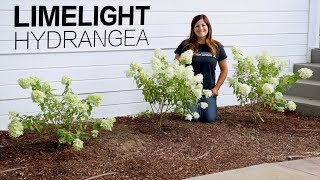 Limelight Hydrangea  Garden Answer [upl. by Dean]