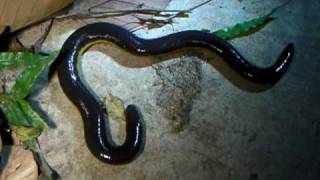 Amazing Amphibians Vol1 No1 Caecilian  Ichthyophis kohtaoensis [upl. by Enitsyrhc869]